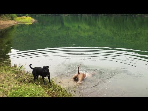 Pitbullar İle Balık Avı ve Kamp (Bölüm II)