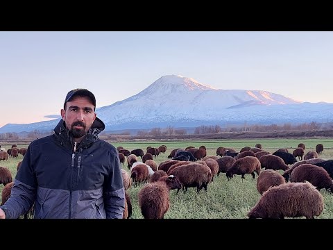 1500 KOYUN YONCALARDA--GÖKHAN ŞAŞKIN
