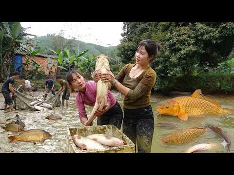 Greatest Fishing Video | Harvesting Lots Of Big Fish in the