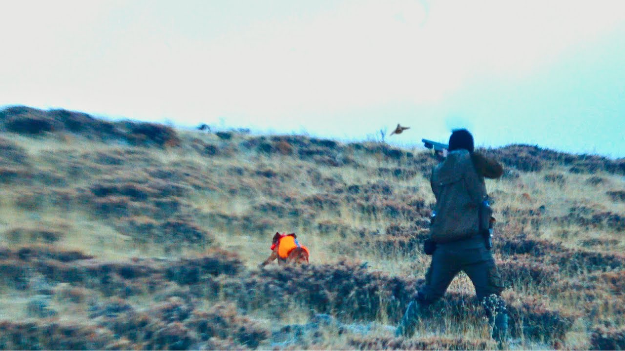 AV KÖPEĞİ İLE TAVŞAN VE KEKLİK AVIPartridge huntPartridge