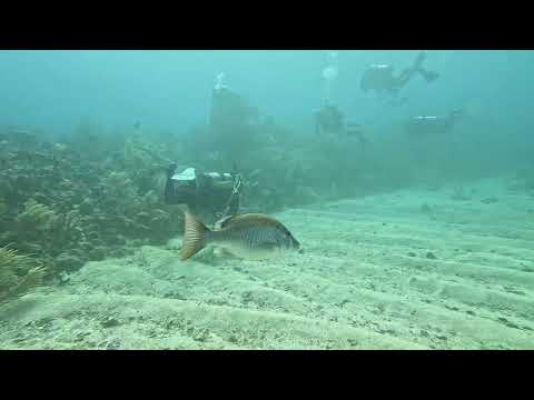 CLIP Dive 135 - Mangrove Snapper - Mary's Place - 2/24/26 -