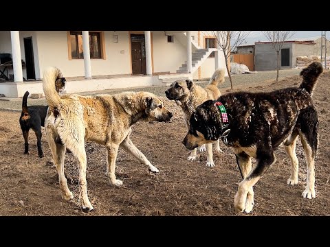 İKTİDARI SORGULANAN BİR LİDER ( HIRÇO)