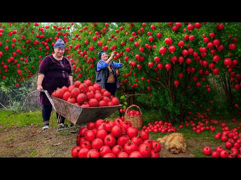 Harvesting Fresh Pomegranates | Homemade Jam & Liquid