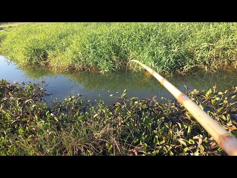 Os Gigantes estavam debaixo da moita Pescaria caipira