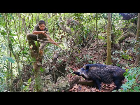 Search for traces, wild boars, set traps to catch them,