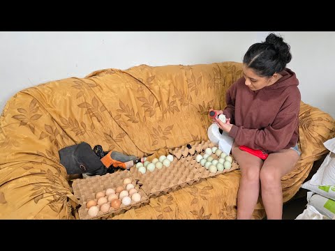 Enviando huevos fértiles de mis gallinas a otras ciudades