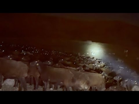 YAYLAYA DÖNÜŞ YOLU - Kadın Kaçıran Ayı Hikayesi