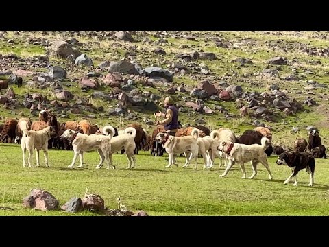 KÖPEKLERİN SARSILMAZ KAVGASI—SÜRÜMÜZ ÇOĞALIYOR YENİ