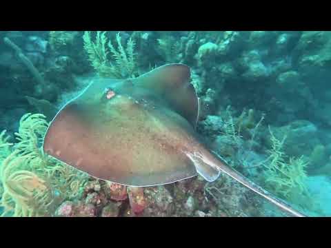 145 Roatan Aggressor - Pinnacle - 2/26/26 - 4k
