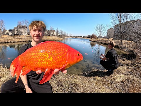Hunting Schools of GIANT Wild Goldfish in Neighborhood