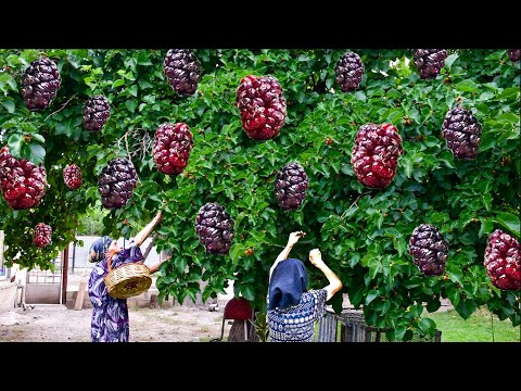 Picking Black Mulberry, Cherry and Making jam and juice |