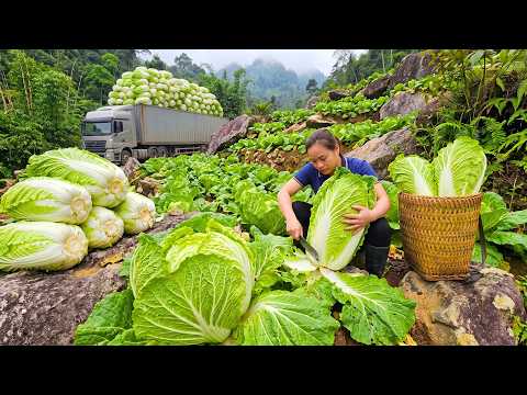 Harvesting 2000+ Fresh Napa Cabbages And Selling Them At A
