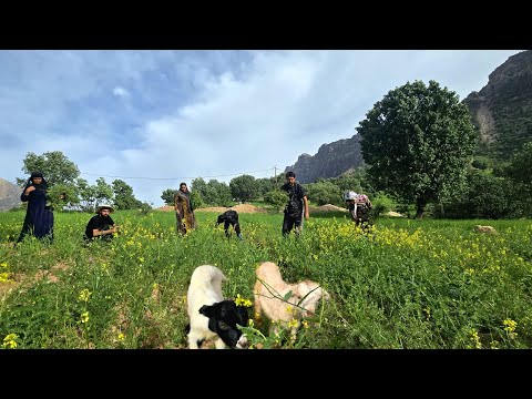 Nomadic Life in the Zagros: Survival and Shelter Building