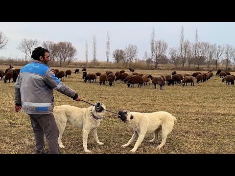 CEMAL DAYININ SOPASINA DÜŞMAN KESİLDİLER - ERKEK KUZULARIN