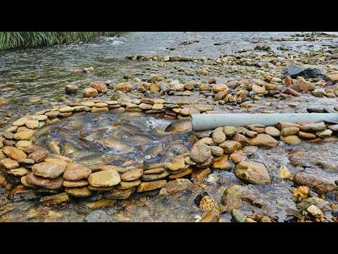 The two fish traps Ana built yielded unexpected results: a