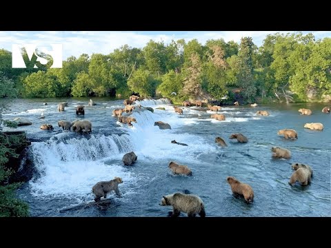 VAHŞİ ALASKA Kuzey'de Somon Ziyafeti İçin Ölümcül