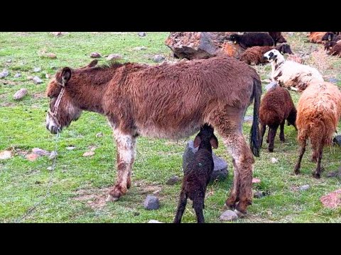 EŞEĞİ ANNESİ ZANNETTİ --AĞRI DAĞINDA ÇOBANIN BİR GÜNÜ▫4K▫