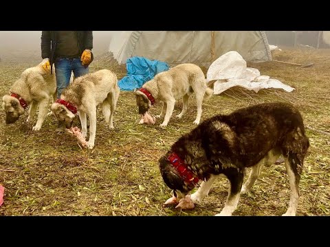 KÖPEKLERE TAVUK ZİYAFETİ —BÜRYAN KEBABI YAPTIK