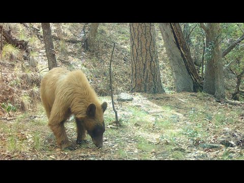 My "CLOSE ENCOUNTER" with a BEAR While checking trail
