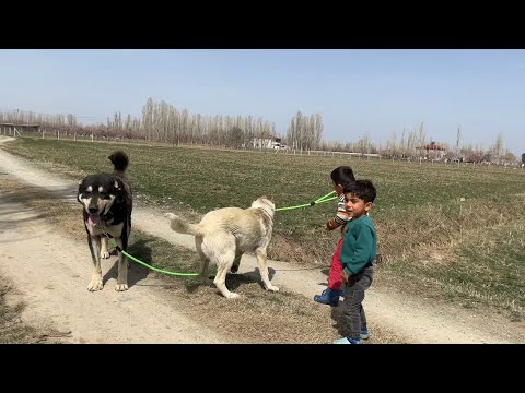 BURNUBEYAZ İLE CESUR BEŞONUN İPİ İÇİN MÜCADELE