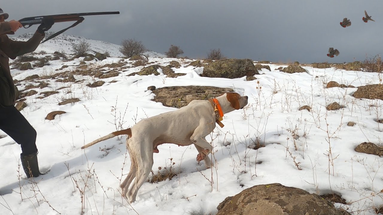 2021 tavşan keklik avlarıPartridge huntPartridge and rabbit