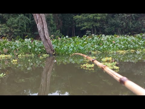 Pescaria de tucunare gigante na varinha de bambu usando