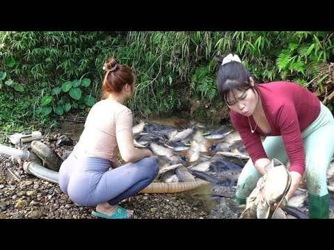 Top Video Fishing: Girl Fishing, Amazing Fishing Harvesting