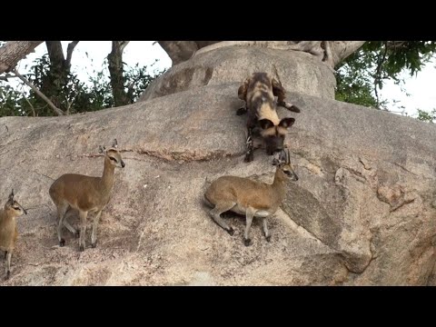 INCREDIBLE Wild Dogs Hunt Klipspringers