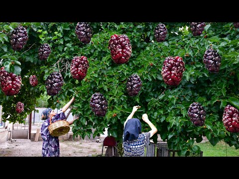 Picking Black Mulberries and Making Mulberry Jam