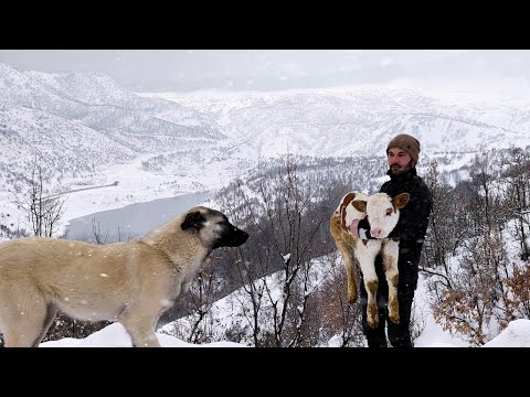 Kar Altında Yaşam Huzuru Koşulsuz Sevgide BuldumLife