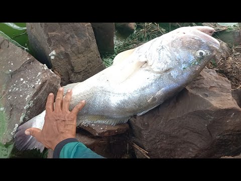 Inexplicável Pescaria caipira curvina traíra e piauçu no