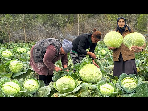 Cabbage Harvest and Grandma's Most Delicious Recipes! A