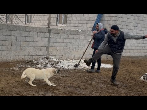 POZGEWR'İN OĞLU BANA SALDIRIYOR - BALYA OTU ALDIK