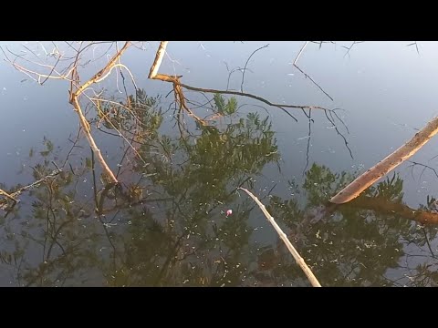 Pescaria de tilapia selvagens e frito na beira do Rio turvo