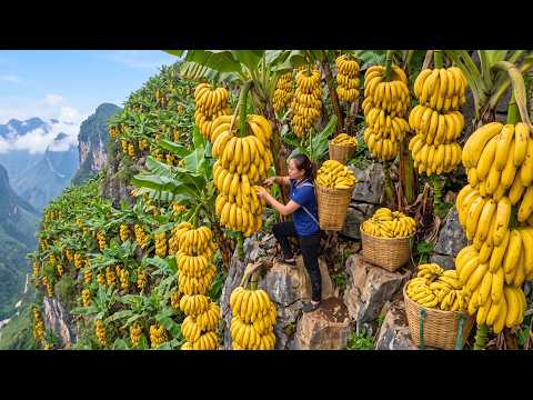 Harvesting 500kg Of Ripe Tropical Bananas And Transporting