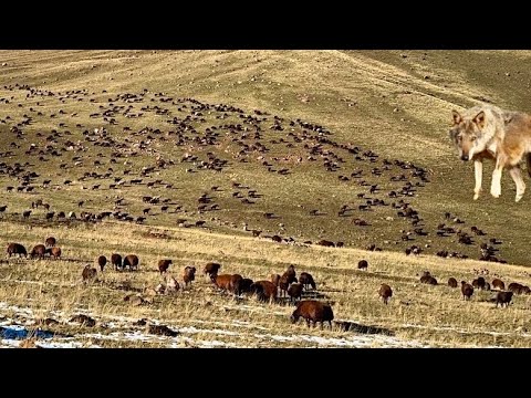 KURT SÜRÜYE DALDI—AYI GECE SÜRÜYE GELDİ —AYILARLA