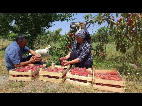 Harvesting 100 Lbs Peaches and Making Natural Juice for