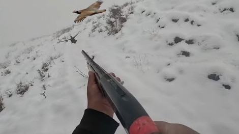 2025 İLK KARDA KINALI KEKLİK AVI VURDUĞUM