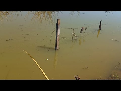 Rio thomaizao e seus Peixes,Pescaria Raiz tilápia tucunaré