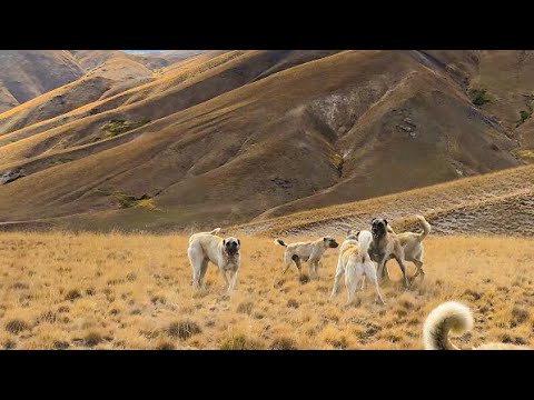 POZGEWR YABANCI SÜRÜ KÖPEĞİYLE BOĞUŞUYOR