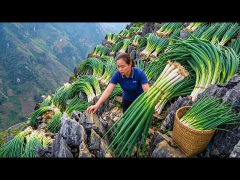 Harvesting 500kg Of Fresh Green Onions And Selling Them At