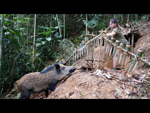Shelter attacked by wild boar, wild boar trapping skills,