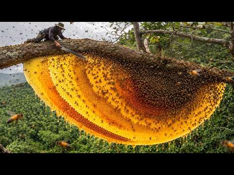 Dangerous Wild Honey Hunt Climbing a Dry 328 Foot Tree on