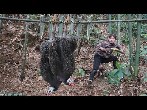 Detect wild pheasants, immediately set traps to catch them,