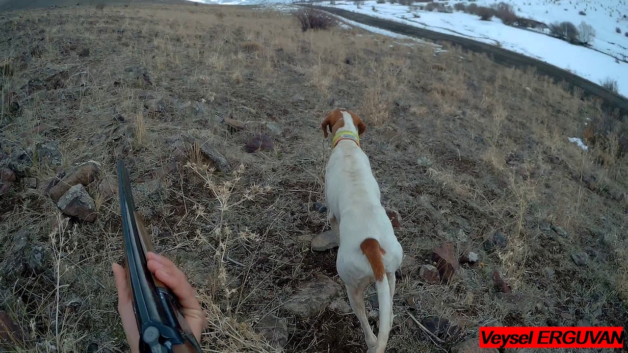 Keklik avıChasse à la perdrix et au lapin