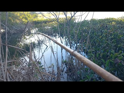 usei curvina de isca para pegar as Brutas mais tinha que