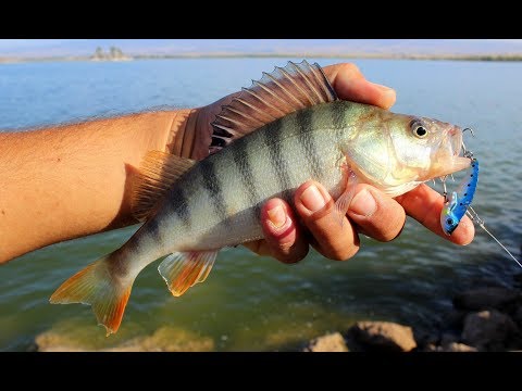 Yok Böyle Bir Bereket / Perch Fishing With Metal Vibration