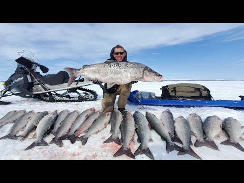 4 Days Camping & Fishing on Arctic Ocean - GIANT Sheefish