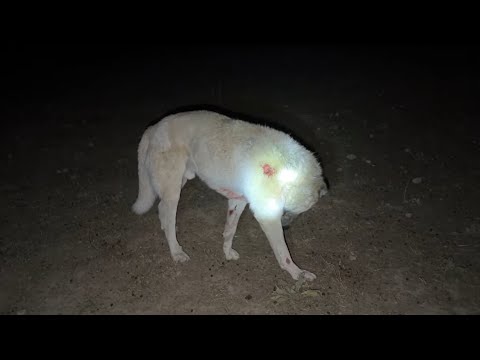 HIRÇO BAŞKALDIRDI KANA BULANDILAR GECE OTARMALARI