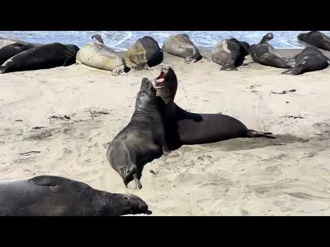 Elephant seal fighting each other for a female to mate